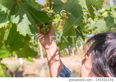 Farmer harvesting fresh green grapes from vineyard during growing season highlighting agriculture cultivation healthy fruit sustainable farming Farmer harvesting fresh green grapes from vineyard during growing season highlighting agriculture cultivation healthy fruit sustainable farming 141502159