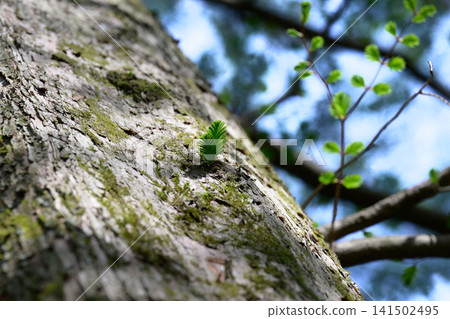 The trees on the mountain, bathed in sunlight and lush green leaves The trees on the mountain, bathed in sunlight and lush green leaves 141502495