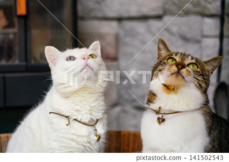 Two cats posing together in front of a fireplace. Two cats posing together in front of a fireplace. 141502543