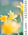 Daylilies in Kirifuri Highlands, Tochigi Prefecture 141502549