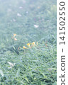 Daylilies in Kirifuri Highlands, Tochigi Prefecture 141502550