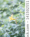 Daylilies in Kirifuri Highlands, Tochigi Prefecture 141502551