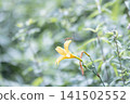 Daylilies in Kirifuri Highlands, Tochigi Prefecture 141502552