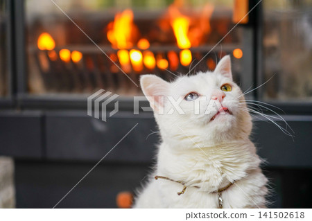 An adorable white cat in front of the fireplace An adorable white cat in front of the fireplace 141502618