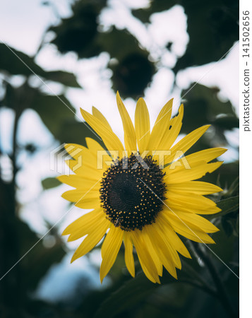 High-quality photos of sunflowers High-quality photos of sunflowers 141502656