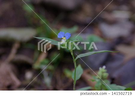 Axilla Axilla 141502719