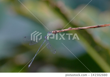 巨型藍蜻蜓雄性 巨型藍蜻蜓雄性 141502880