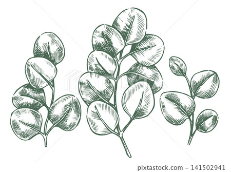 Set of eucalyptus branches. Sketch illustration. Vintage drawing. 141502941