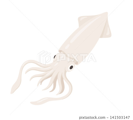 魷魚,扁平化插圖 魷魚,扁平化插圖 141503147