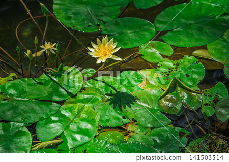 水面上盛開的黃色睡蓮花 水面上盛開的黃色睡蓮花 141503514