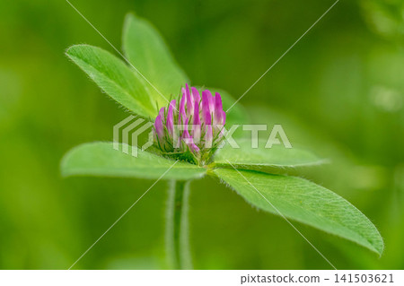 紫色的小三葉草-初夏的芬芳。 紫色的小三葉草-初夏的芬芳。 141503621