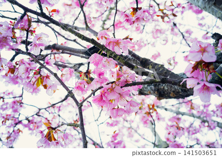 Pink cherry blossom flowers blooming on tree branches, sakura season and spring nature background. Pink cherry blossom flowers blooming on tree branches, sakura season and spring nature background. 141503651