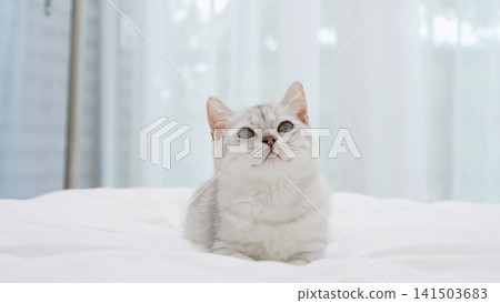 Small Scottish kitten lying down on white bed of relaxing and cozy wellbeing in home. Small Scottish kitten lying down on white bed of relaxing and cozy wellbeing in home. 141503683