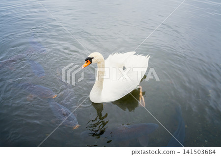 White swan swimming in lake water with fish, aquatic animal concept White swan swimming in lake water with fish, aquatic animal concept 141503684