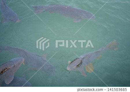 Colorful koi fish swimming in clear pond water. Colorful koi fish swimming in clear pond water. 141503685