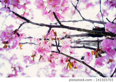 Pink cherry blossom flowers blooming on tree branches, sakura season and spring nature background. Pink cherry blossom flowers blooming on tree branches, sakura season and spring nature background. 141503703