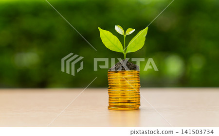 Growing plant on stack of gold coins with green background. Growing plant on stack of gold coins with green background. 141503734