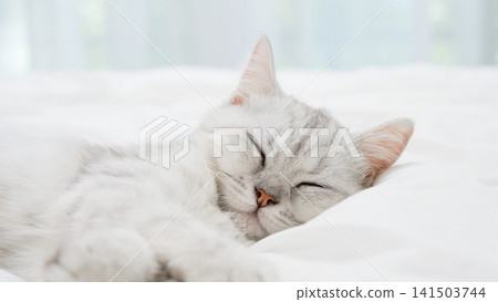 Small Scottish kitten lying down on white bed of relaxing and cozy wellbeing in home. 141503744