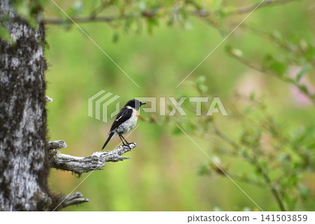 Stonechats in Senjogahara Stonechats in Senjogahara 141503859