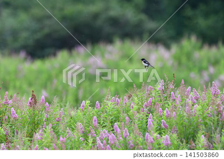 A stonechat perched on a Spiraea japonica plant. A stonechat perched on a Spiraea japonica plant. 141503860