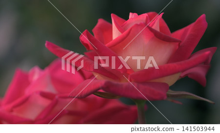 紅玫瑰一排盛開 紅玫瑰一排盛開 141503944