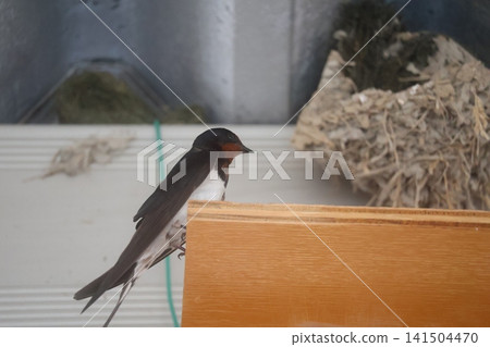 Swallows and nests Swallows and nests 141504470