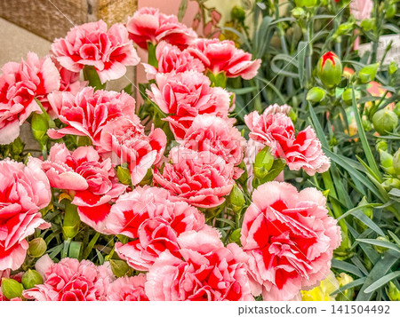 Mother's Day 141504492