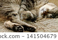A cat fast asleep on a tree stump. 141504679