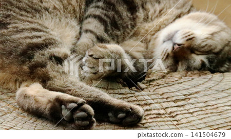 A cat fast asleep on a tree stump. A cat fast asleep on a tree stump. 141504679