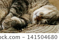 The face and front paws of a stray cat fast asleep 141504680