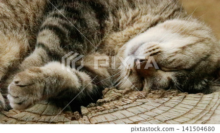 The face and front paws of a stray cat fast asleep The face and front paws of a stray cat fast asleep 141504680