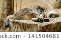 The hind legs of a stray cat in a deep sleep. 141504681