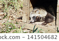 A raccoon dog rests with its head sticking out of a wooden house. 141504682