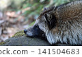 A Japanese raccoon dog rests on a rock with its chin resting on it. 141504683