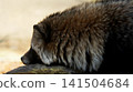 A raccoon dog resting its chin on a rock, deep in thought. 141504684