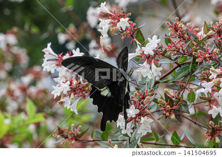 A beautiful black butterfly in nature 141504695
