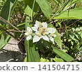The alpine plant *Leontopodium alpinum* (Japanese edelweiss), which blooms on the Utsukushigahara Plateau, is also known as Japan's edelweiss. 141504715