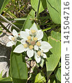 The alpine plant *Leontopodium alpinum* (Japanese edelweiss), which blooms on the Utsukushigahara Plateau, is also known as Japan's edelweiss. 141504716