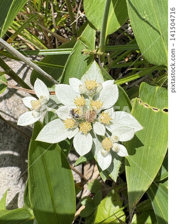 生長在美久原高原的高山植物 *Leontopodium alpinum*(日本雪絨花),也被稱為日本雪絨花。 生長在美久原高原的高山植物 *Leontopodium alpinum*(日本雪絨花),也被稱為日本雪絨花。 141504716