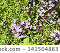 Thyme (Thymus serpyllum), a high-altitude plant blooming on the Utsukushigahara Plateau, is the Japanese thyme. 141504863