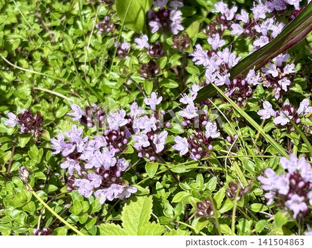 百里香（Thymus serpyllum）是一種生長在美久志原高原的高海拔植物，即日本百里香。 141504863