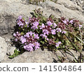 Thyme (Thymus serpyllum), a high-altitude plant blooming on the Utsukushigahara Plateau, is the Japanese thyme. 141504864
