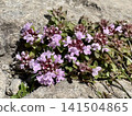 Thyme (Thymus serpyllum), a high-altitude plant blooming on the Utsukushigahara Plateau, is the Japanese thyme. 141504865