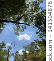 Between the trees 141504876