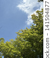 Trees and sky 141504877