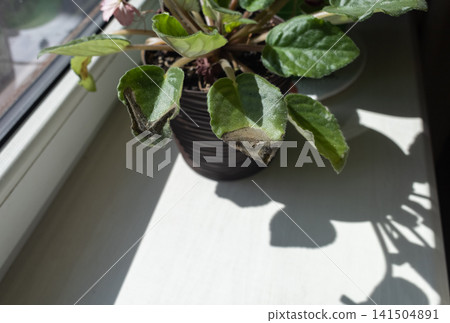 Sunburn damage on African violet Saintpaulia leaf. Brown leaf spots on indoor uzambar violet on windowsill. 141504891