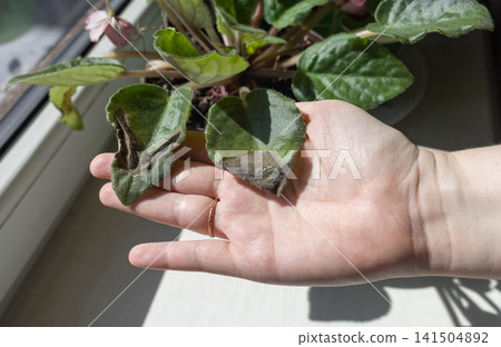 Sunburn damage on African violet Saintpaulia leaf. Brown leaf spots on indoor uzambar violet on windowsill. 141504892