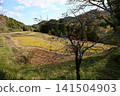 A mountainous landscape with persimmons. 141504903