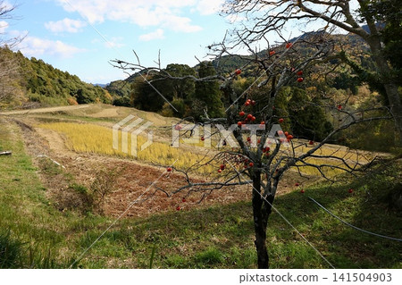 A mountainous landscape with persimmons. 141504903