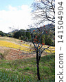 A landscape with persimmons as winter approaches. 141504904